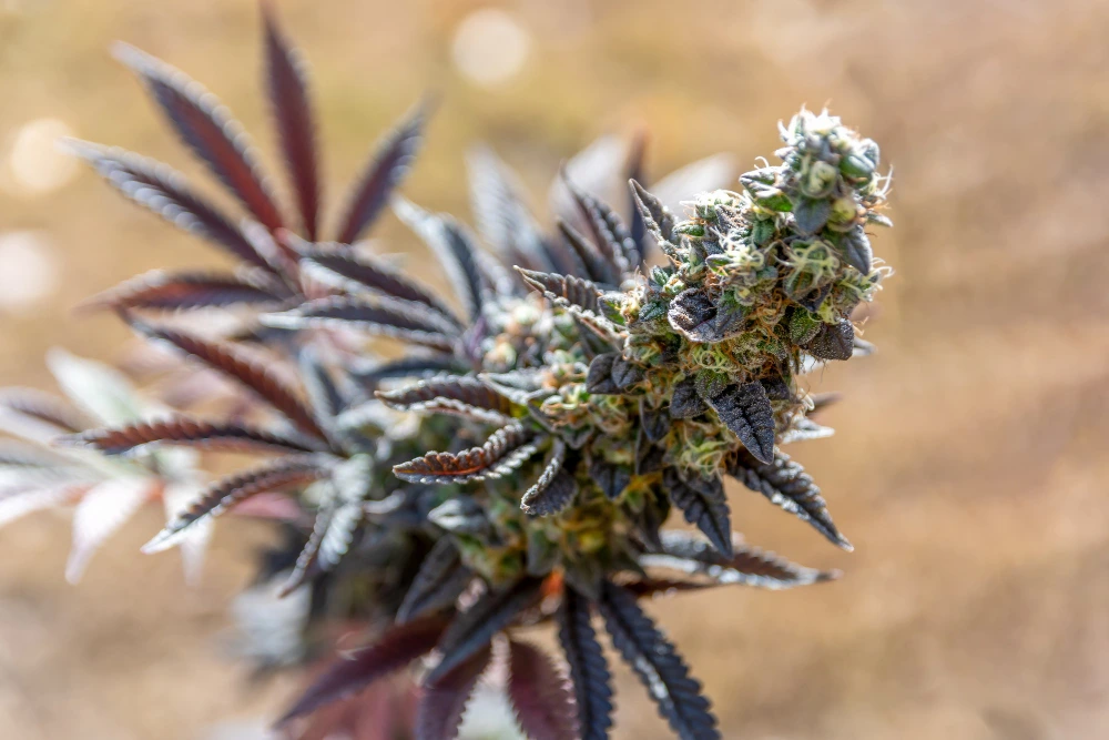 Big and colorful marijuana bud isolated with a blurred background