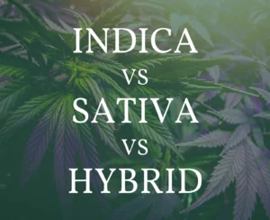 what is the difference between indica sativa and hybrid vapes