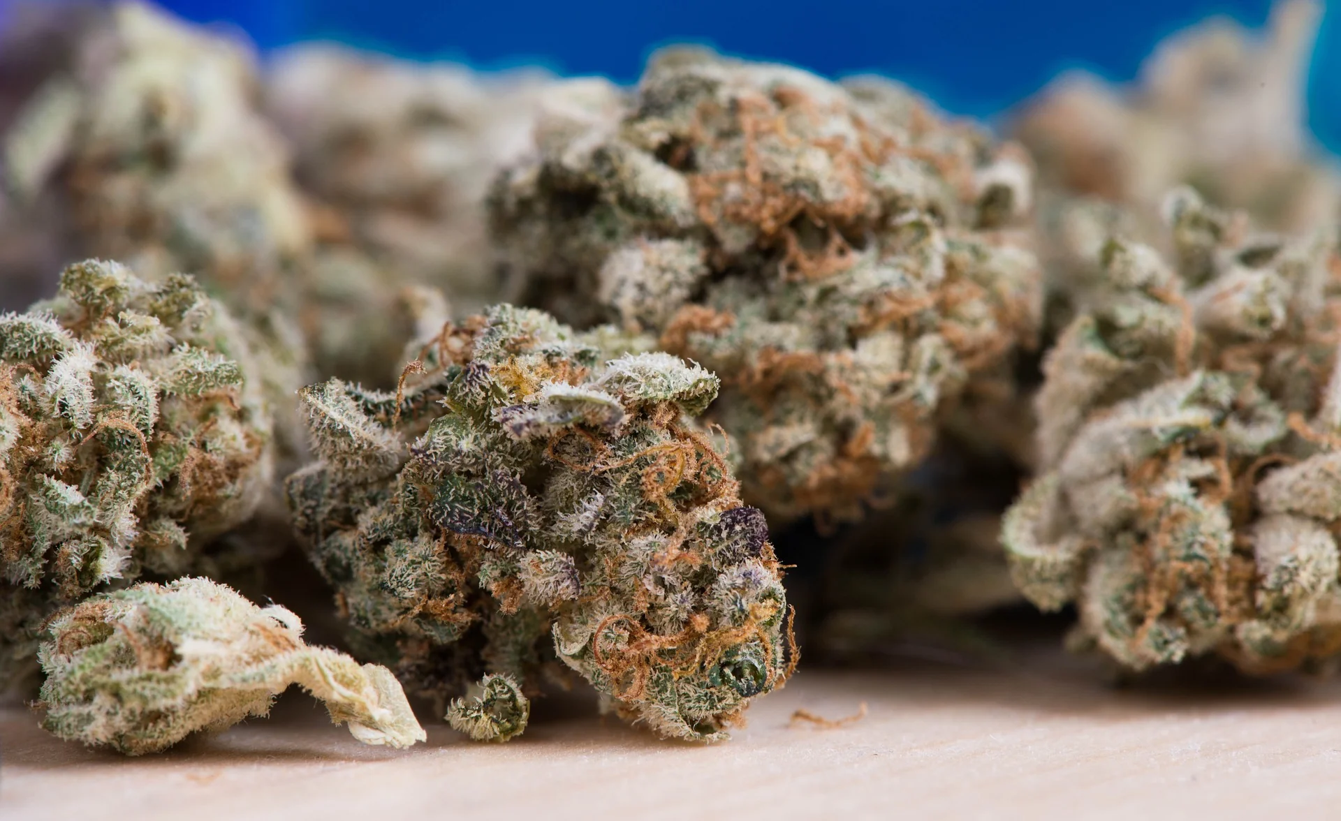 Image of bunch of cannabis buds on a table