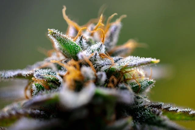 Close-up of Trichomes on Cannabis Bud